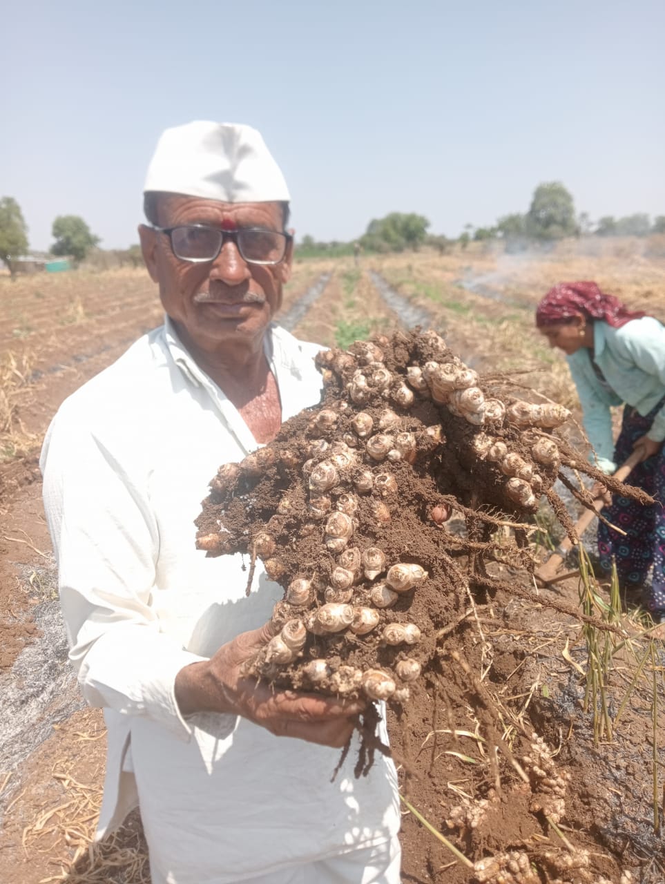 the farmers of Bhokardan produced 230 quintals of ginger in 36 bundles.