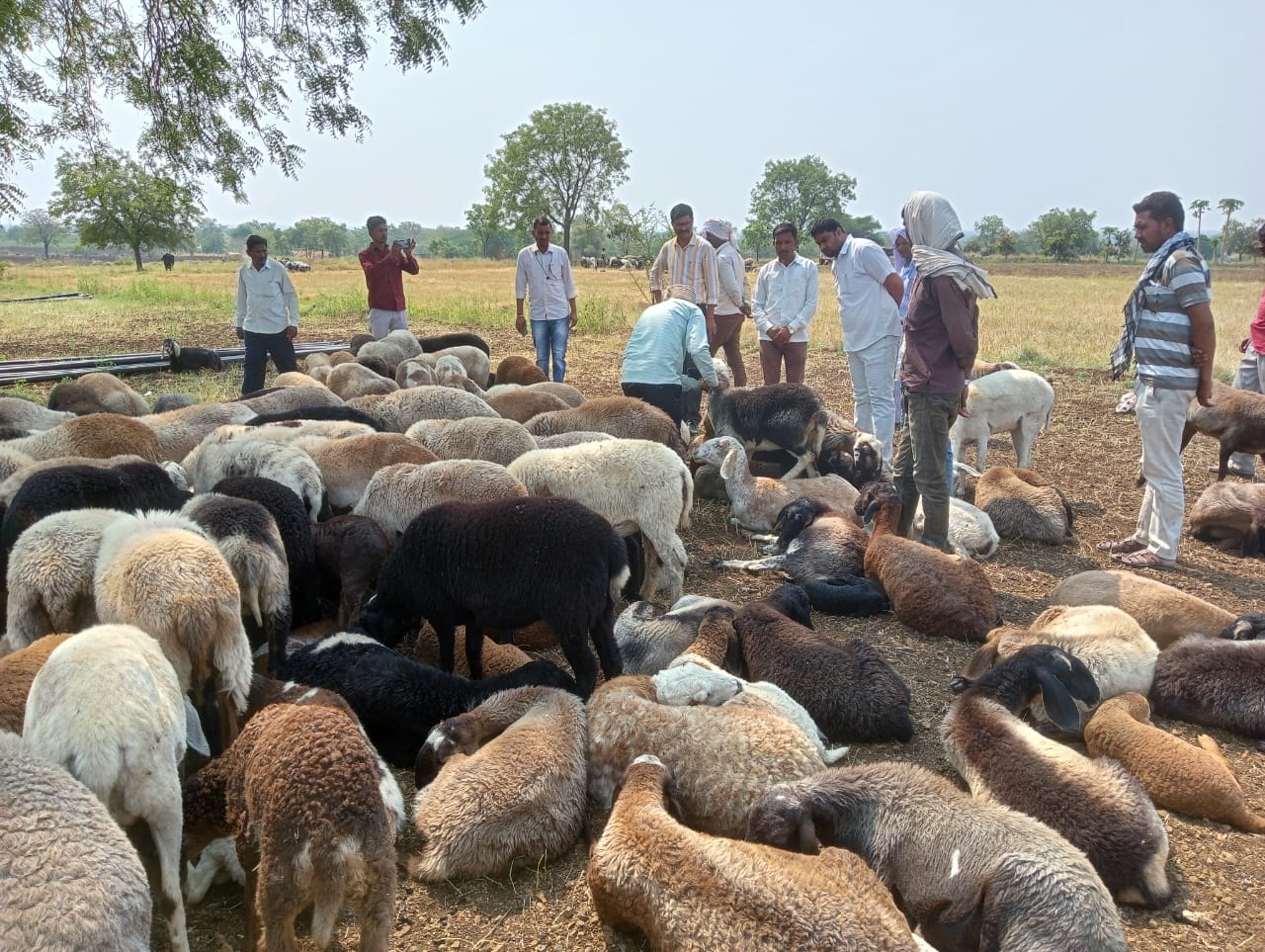 22 sheep died due to poisoning in Bhokardan