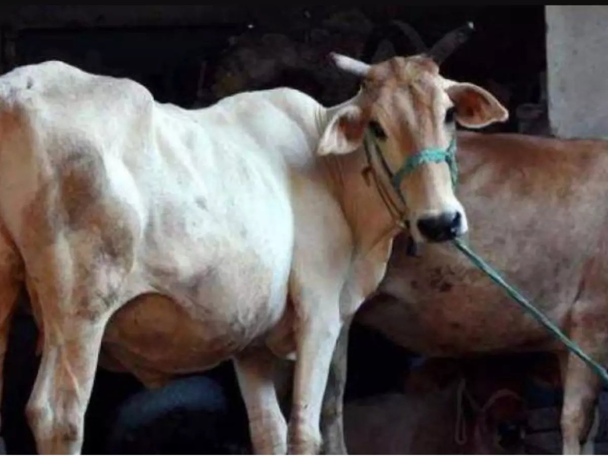 Desi Cow Nutrition Scheme