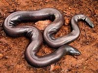 Mandul snake smuggling in Buldhana